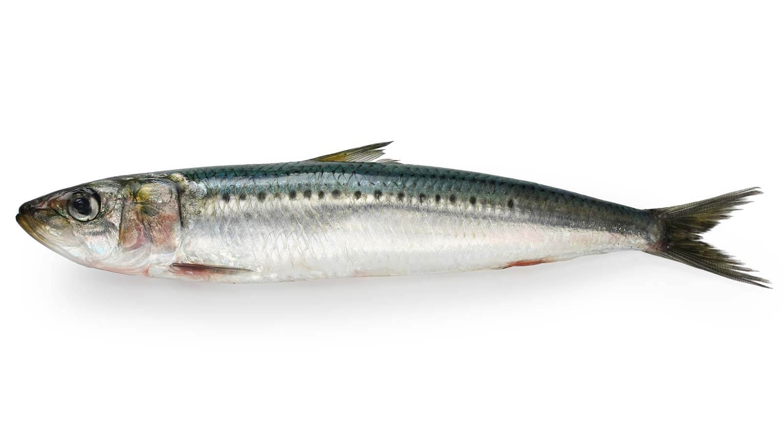 Sardine shop fish images